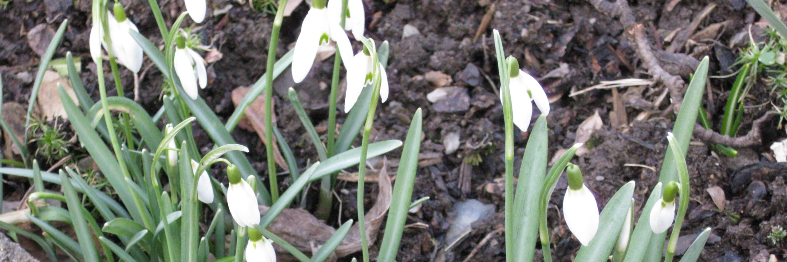 Schneeglöckchen